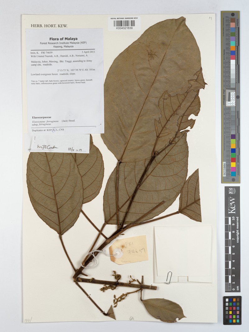 Elaeocarpus ferrugineus subsp. ferrugineus photo 3