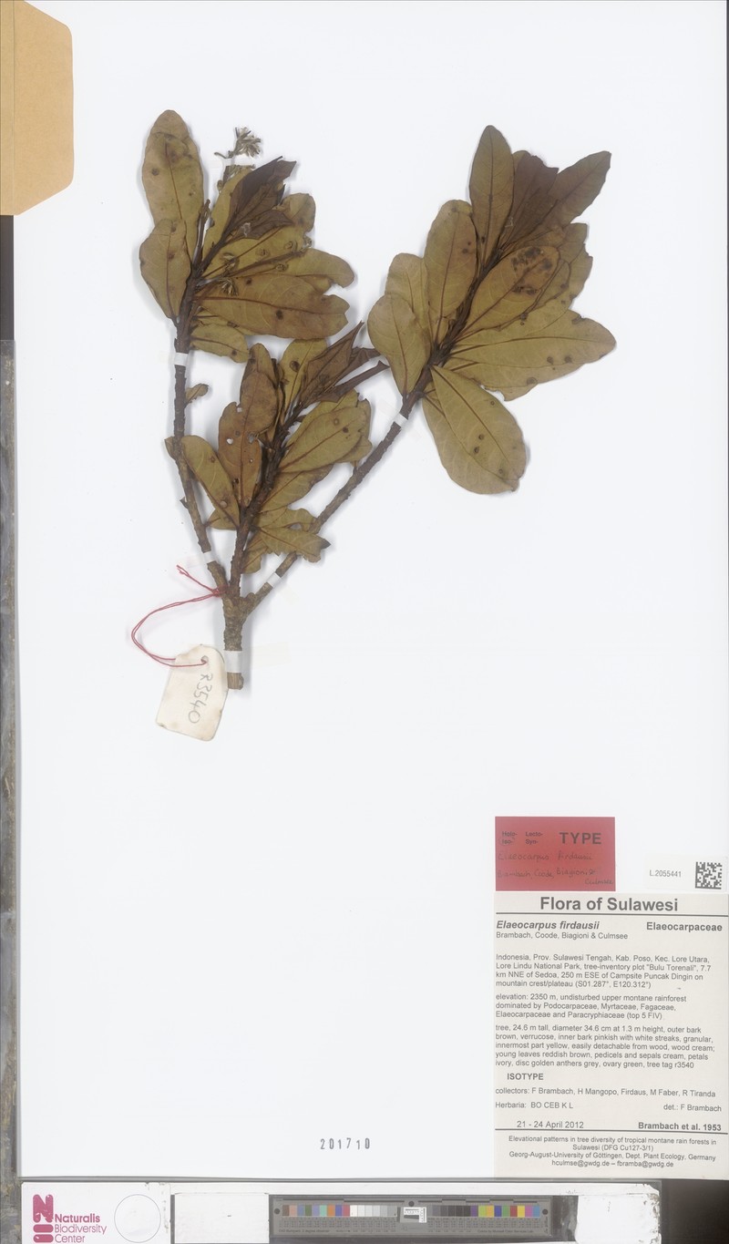 Elaeocarpus firdausii