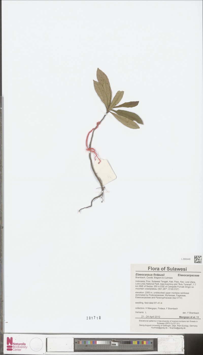 Elaeocarpus firdausii photo 2