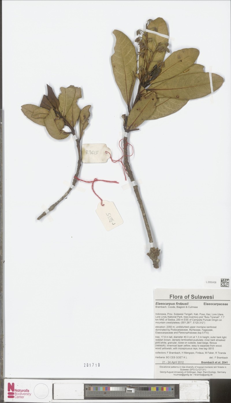 Elaeocarpus firdausii photo 3