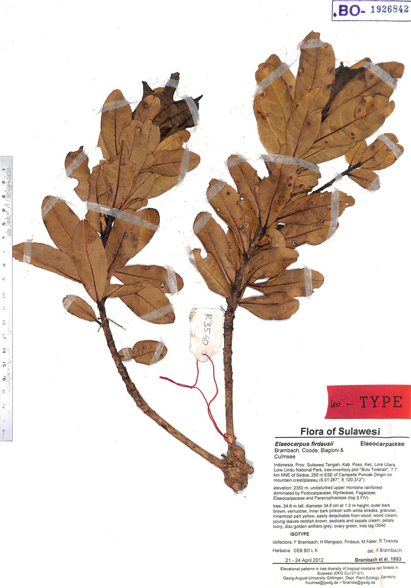 Elaeocarpus firdausii photo 4