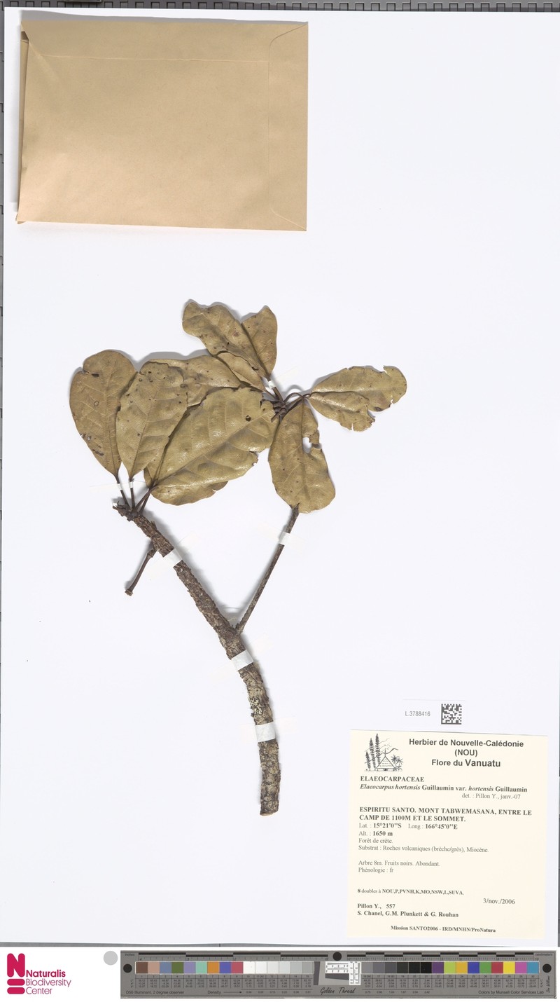 Elaeocarpus hortensis var. hortensis