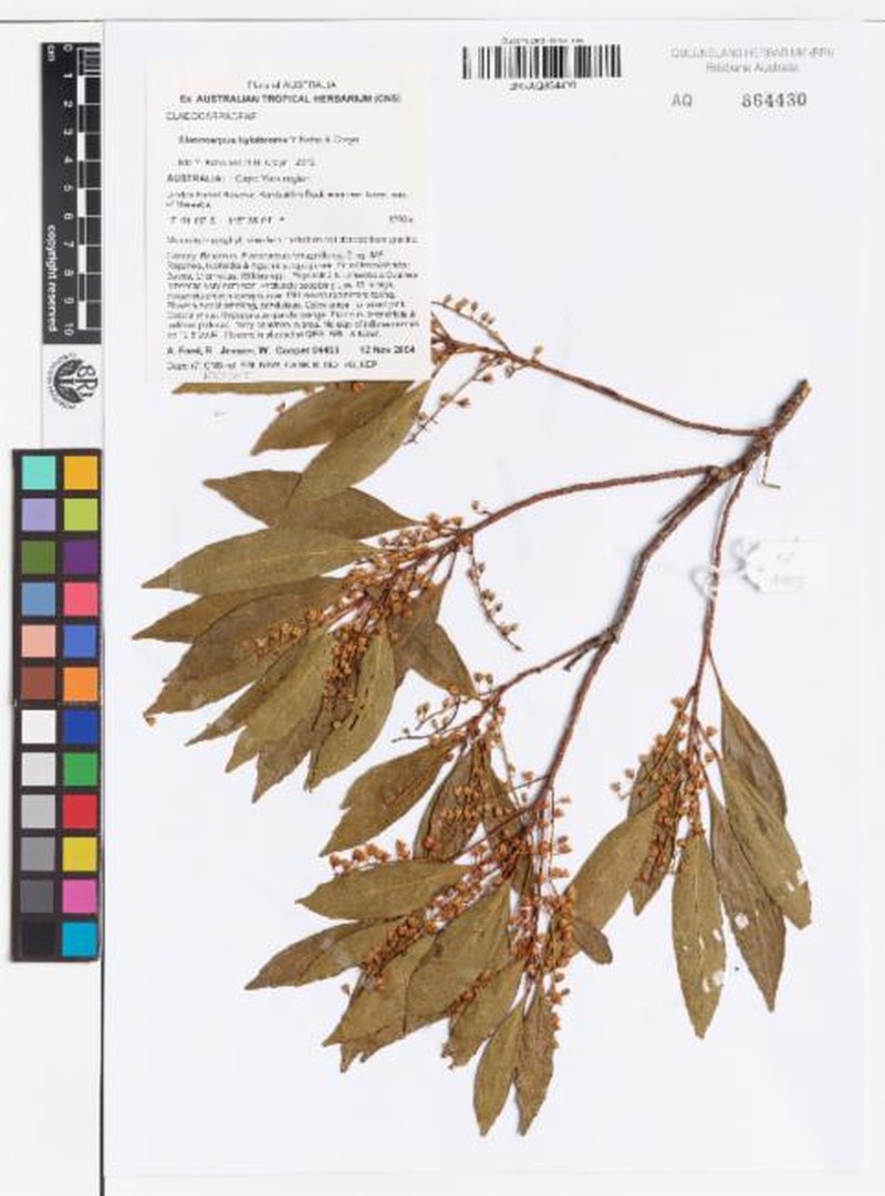 Elaeocarpus hylobroma