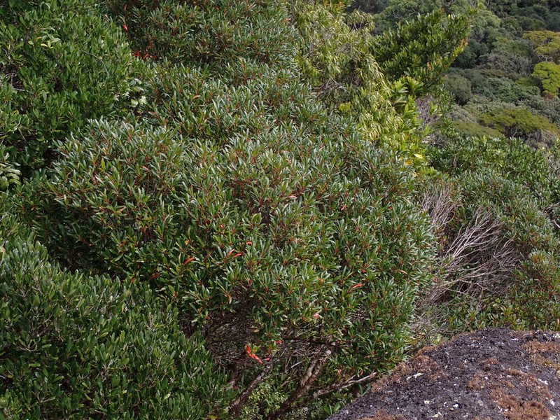 Elaeocarpus hylobroma photo 3