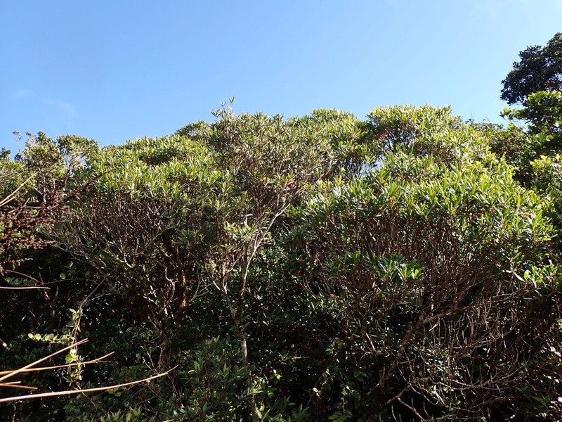 Elaeocarpus hylobroma photo 4