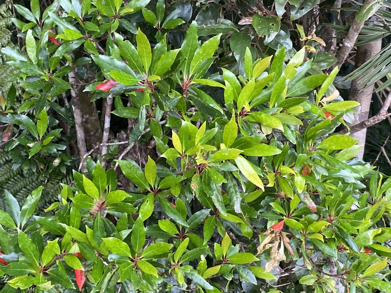 Elaeocarpus hylobroma photo 6