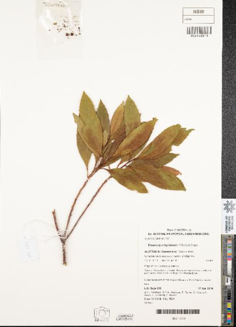 Elaeocarpus hylobroma photo 7