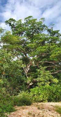 Elaeocarpus joga