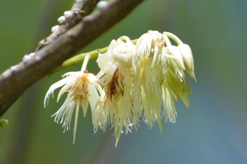 Elaeocarpus joga photo 6