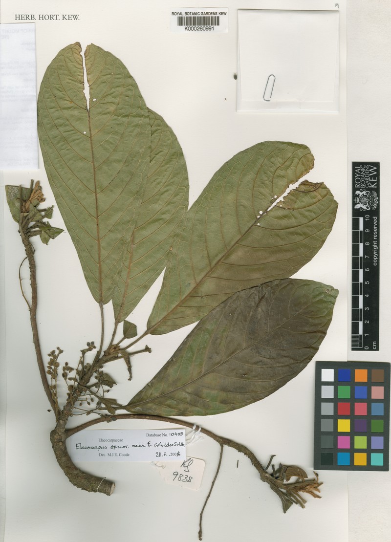 Elaeocarpus johnsii