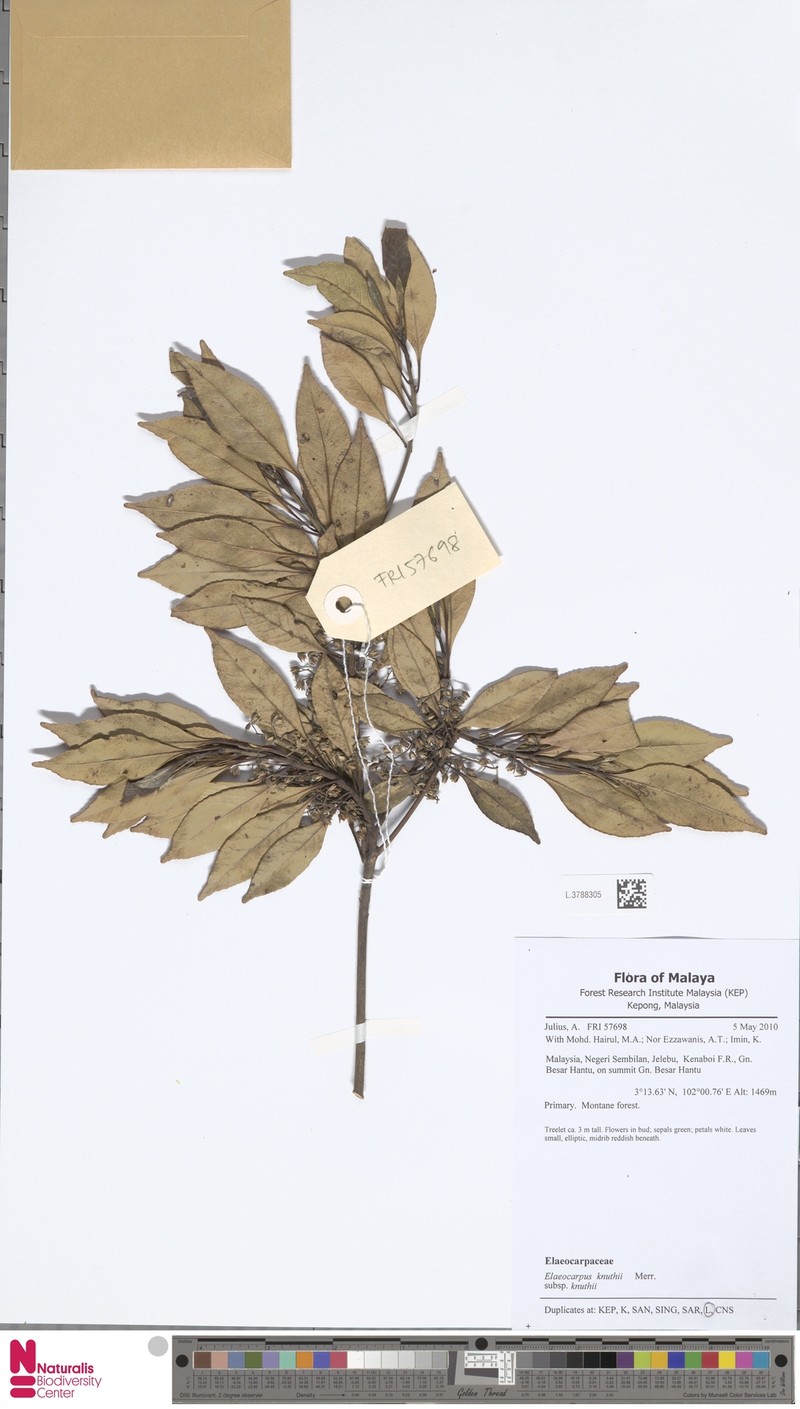 Elaeocarpus knuthii subsp. knuthii