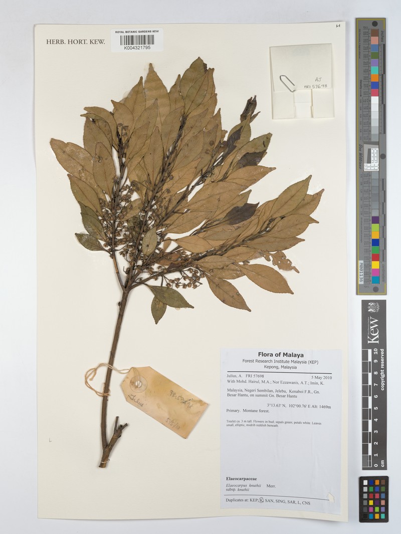 Elaeocarpus knuthii subsp. knuthii photo 2