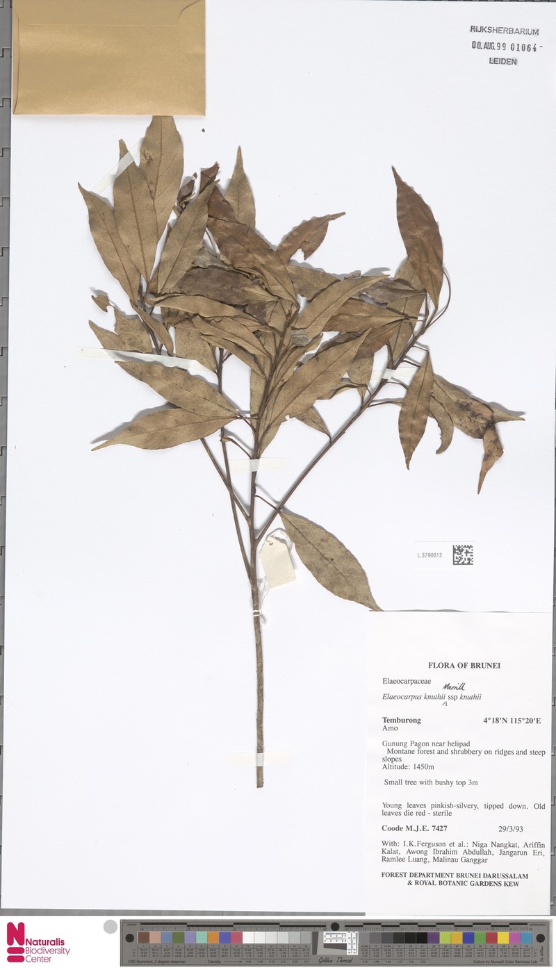 Elaeocarpus knuthii subsp. knuthii photo 3