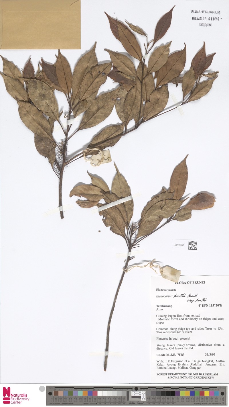 Elaeocarpus knuthii subsp. knuthii photo 4