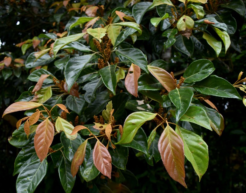 Elaeocarpus largiflorens subsp. largiflorens