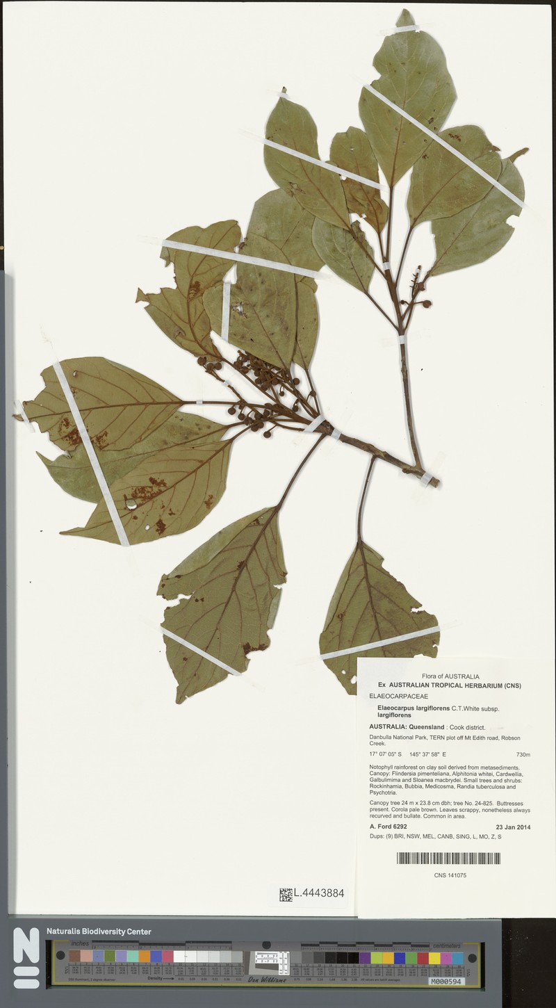 Elaeocarpus largiflorens subsp. largiflorens photo 2