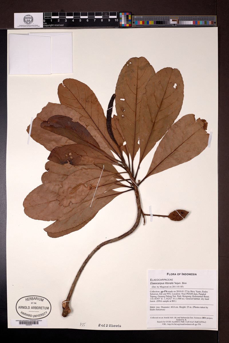 Elaeocarpus macrocerus subsp. macrocerus