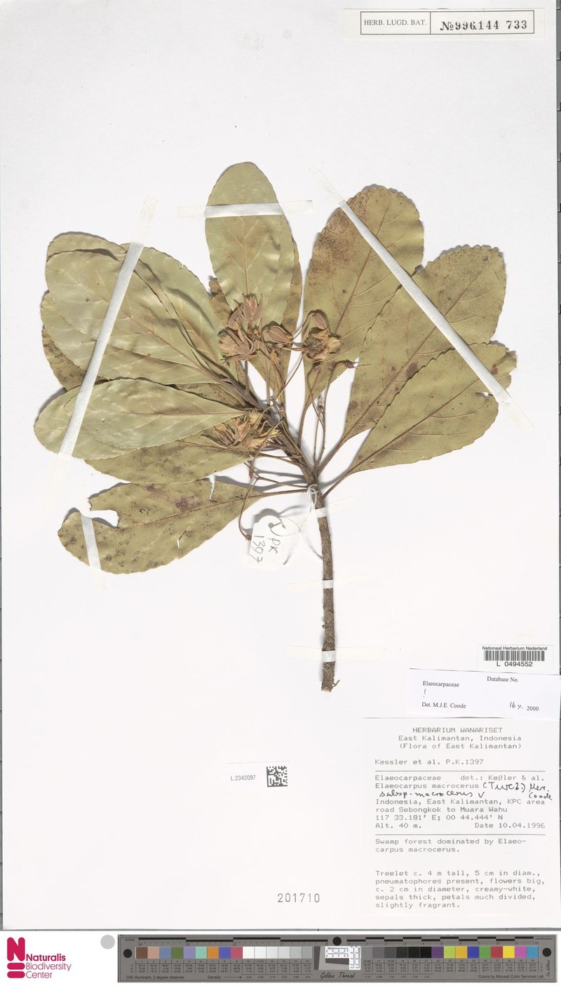 Elaeocarpus macrocerus subsp. macrocerus photo 3