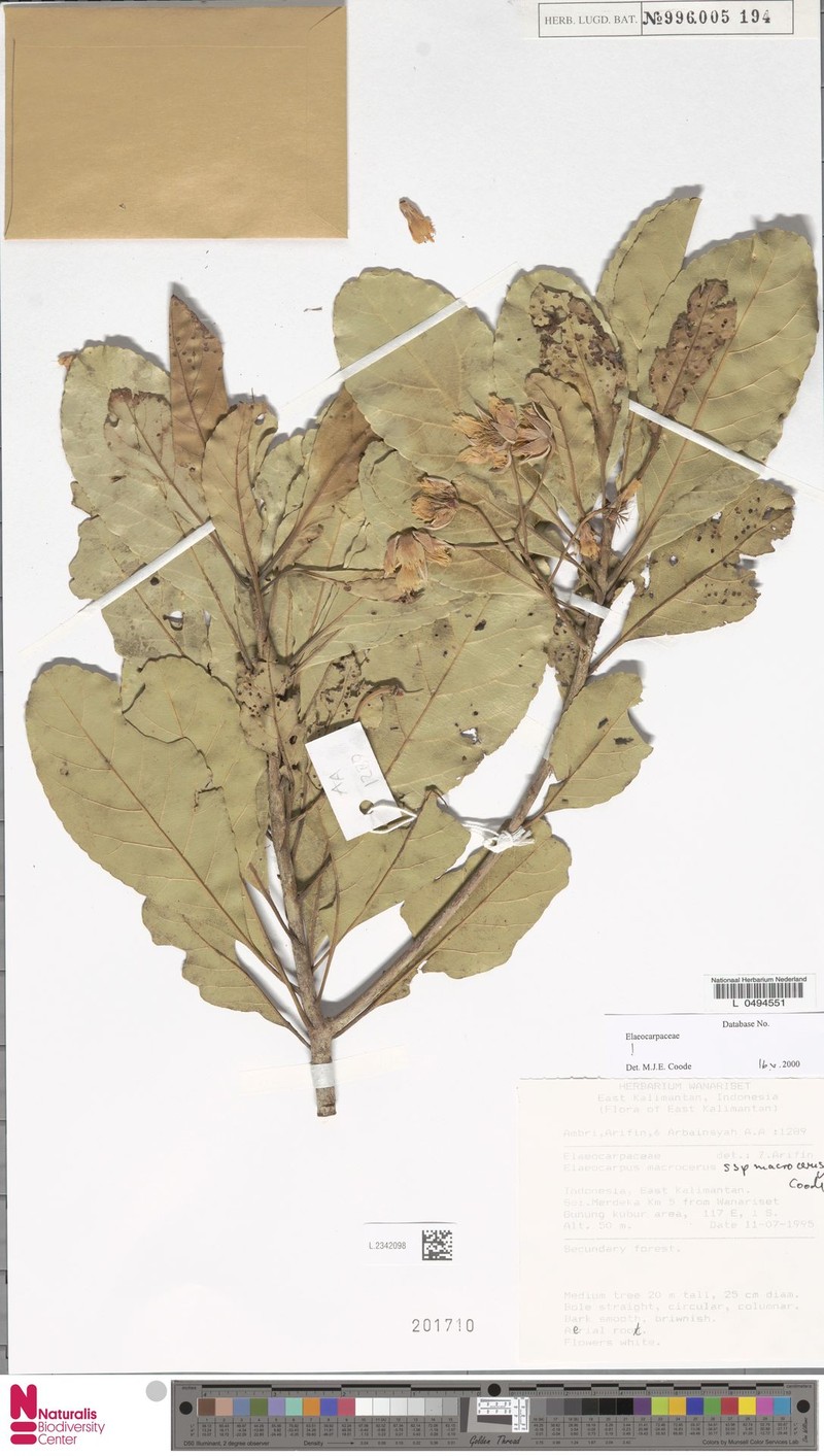 Elaeocarpus macrocerus subsp. macrocerus photo 4
