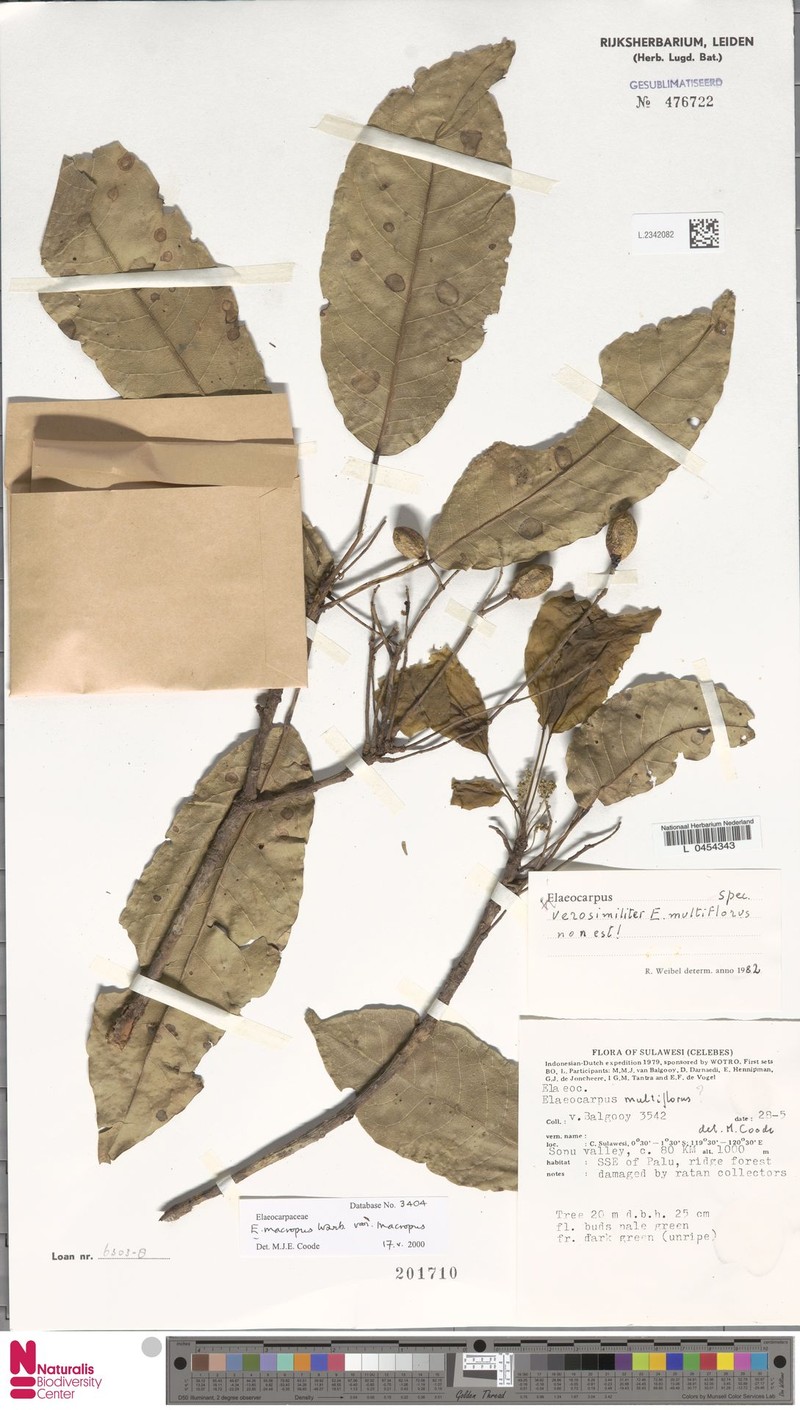 Elaeocarpus macropus subsp. macropus
