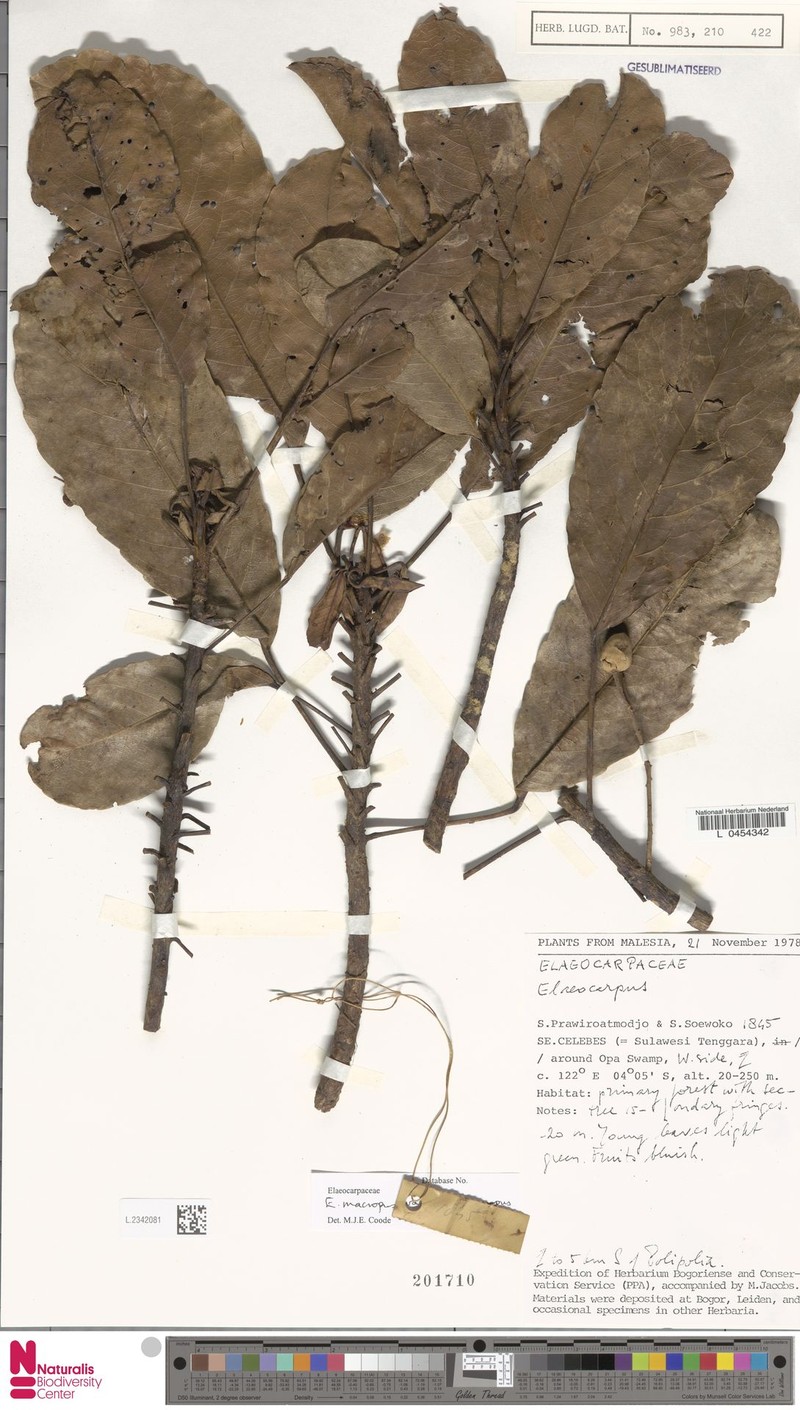Elaeocarpus macropus subsp. macropus photo 2