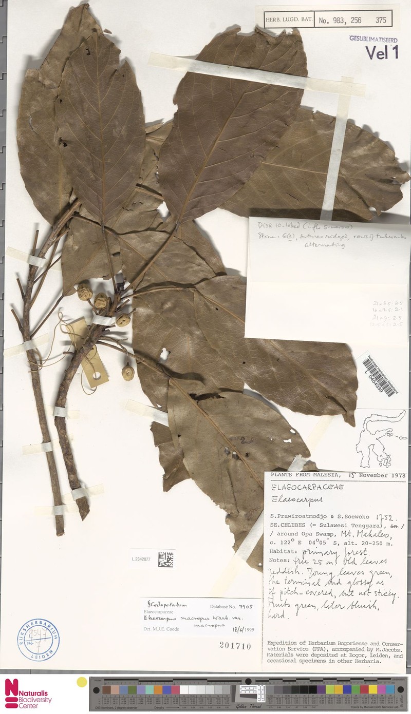 Elaeocarpus macropus subsp. macropus photo 3