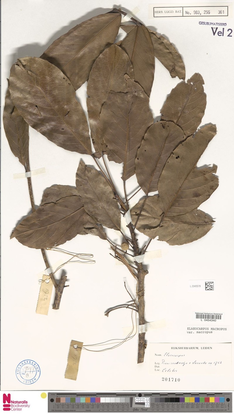 Elaeocarpus macropus subsp. macropus photo 4