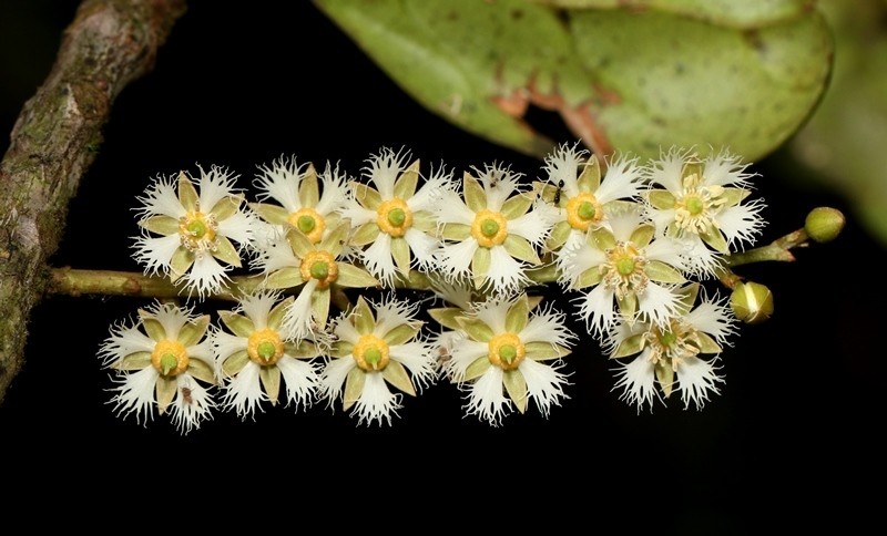 Elaeocarpus mahamayensis
