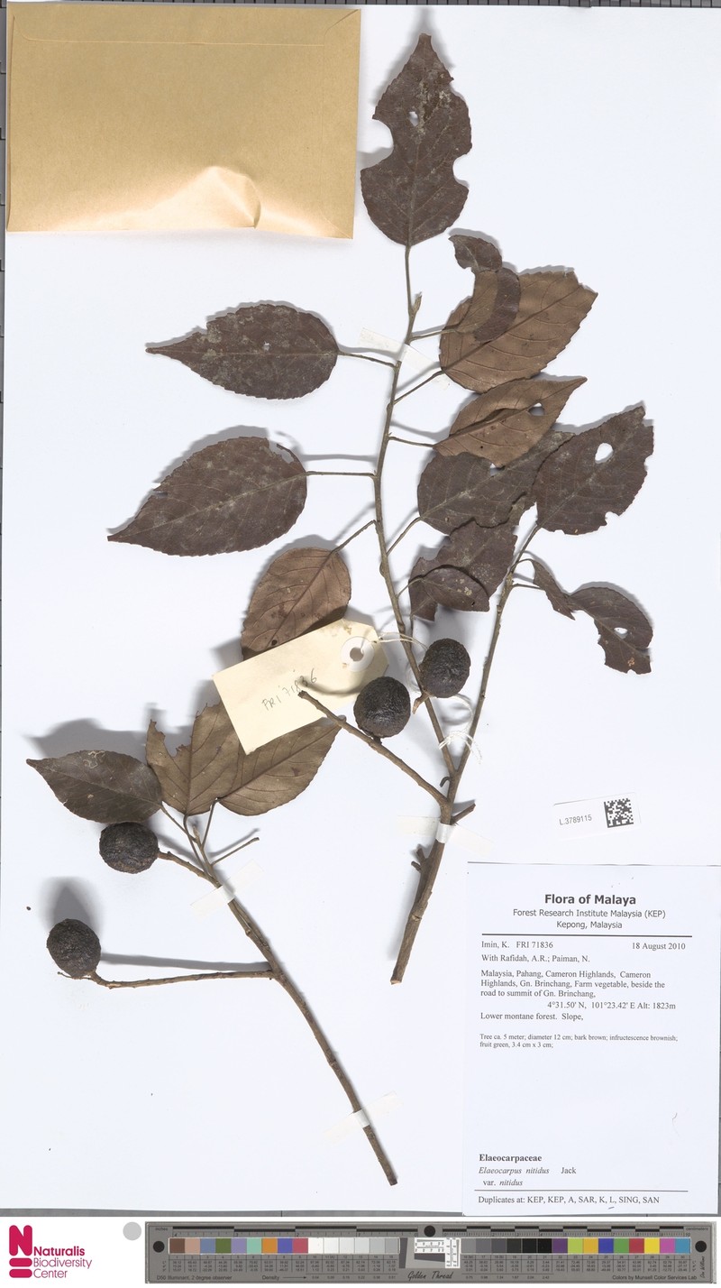 Elaeocarpus nitidus var. nitidus