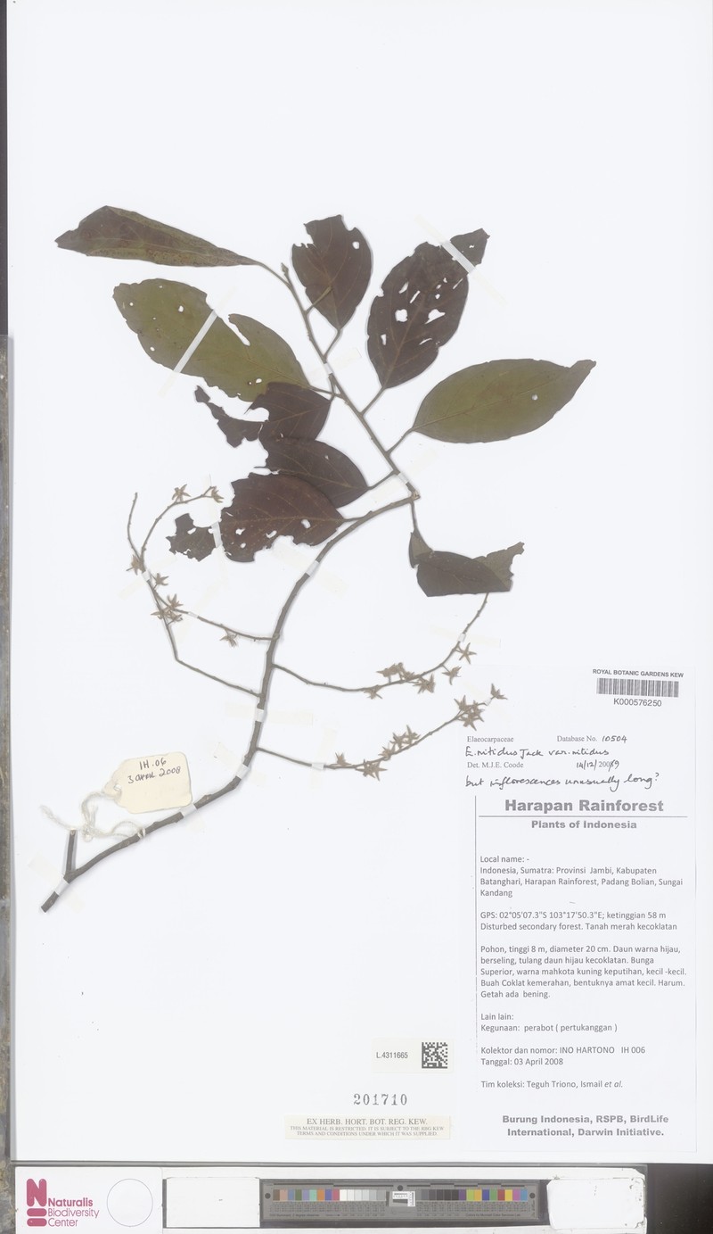 Elaeocarpus nitidus var. nitidus photo 2
