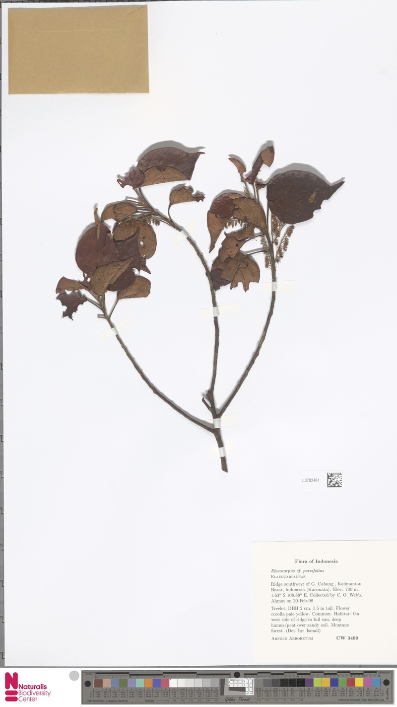 Elaeocarpus nitidus var. nitidus photo 3