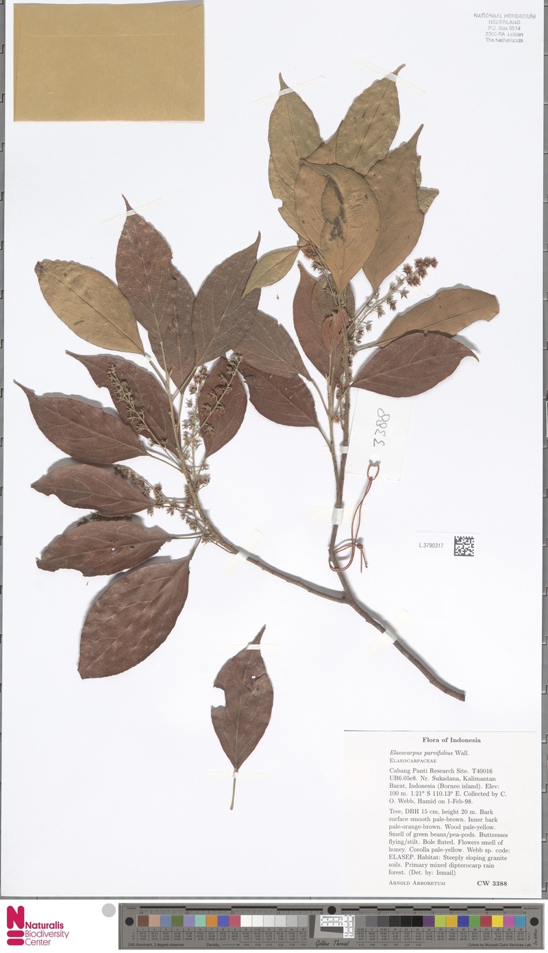 Elaeocarpus nitidus var. nitidus photo 4