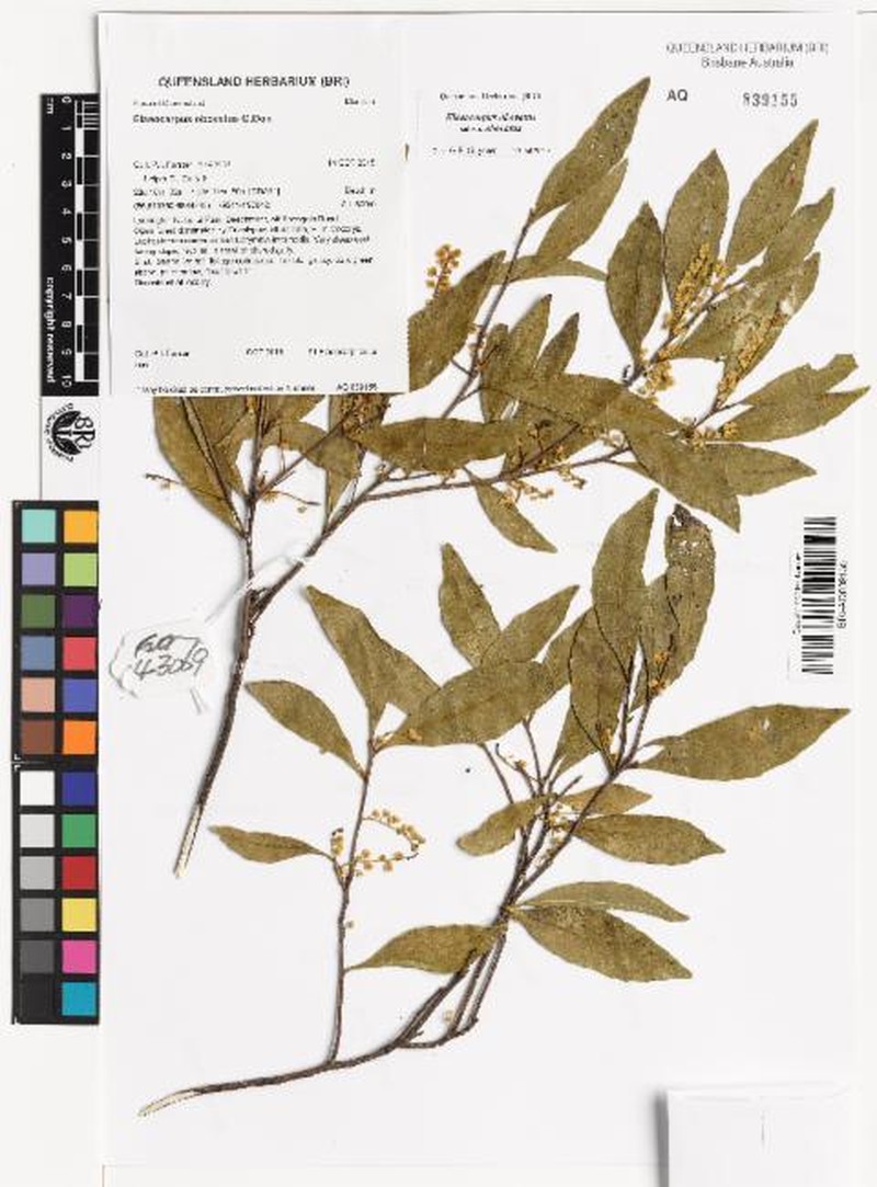 Elaeocarpus obovatus subsp. obovatus