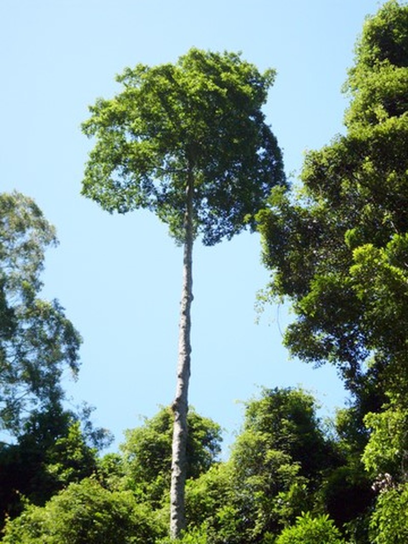 Elaeocarpus obovatus subsp. umbratilis