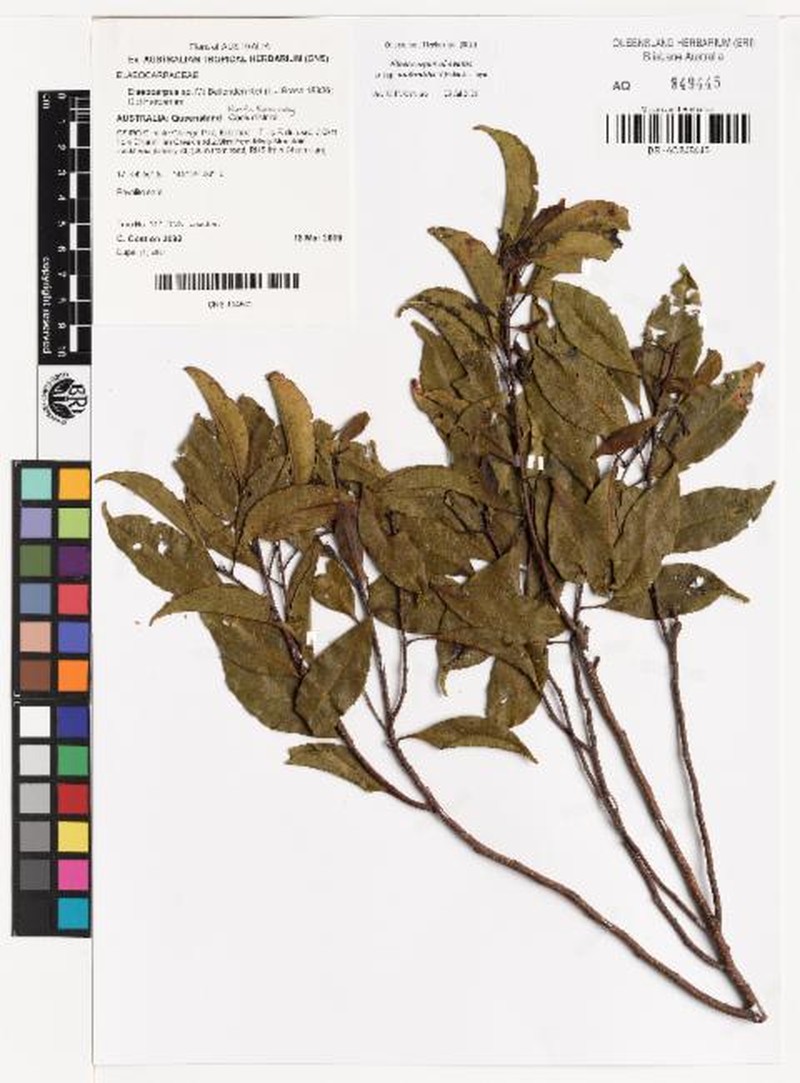 Elaeocarpus obovatus subsp. umbratilis photo 2