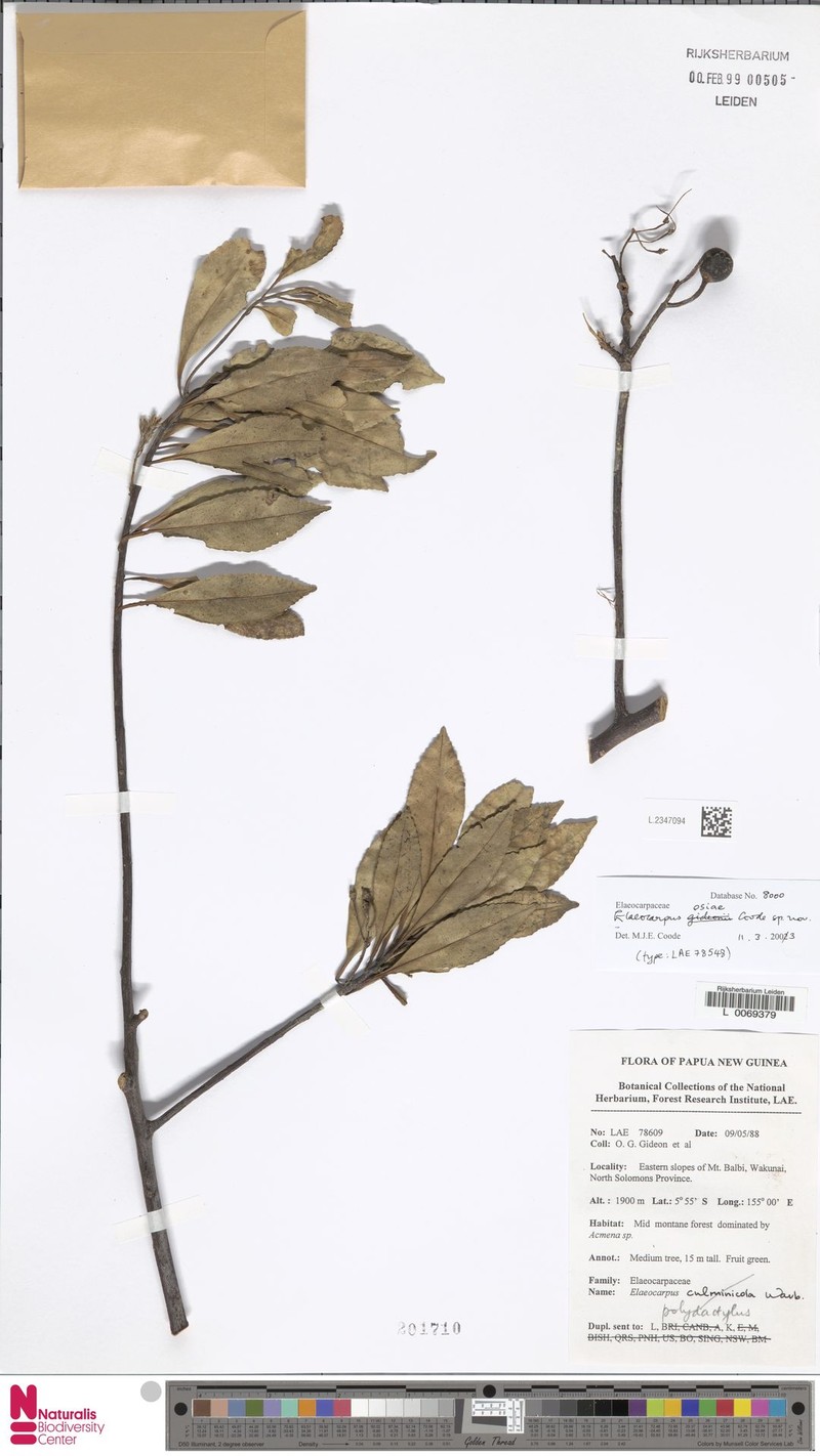 Elaeocarpus osiae