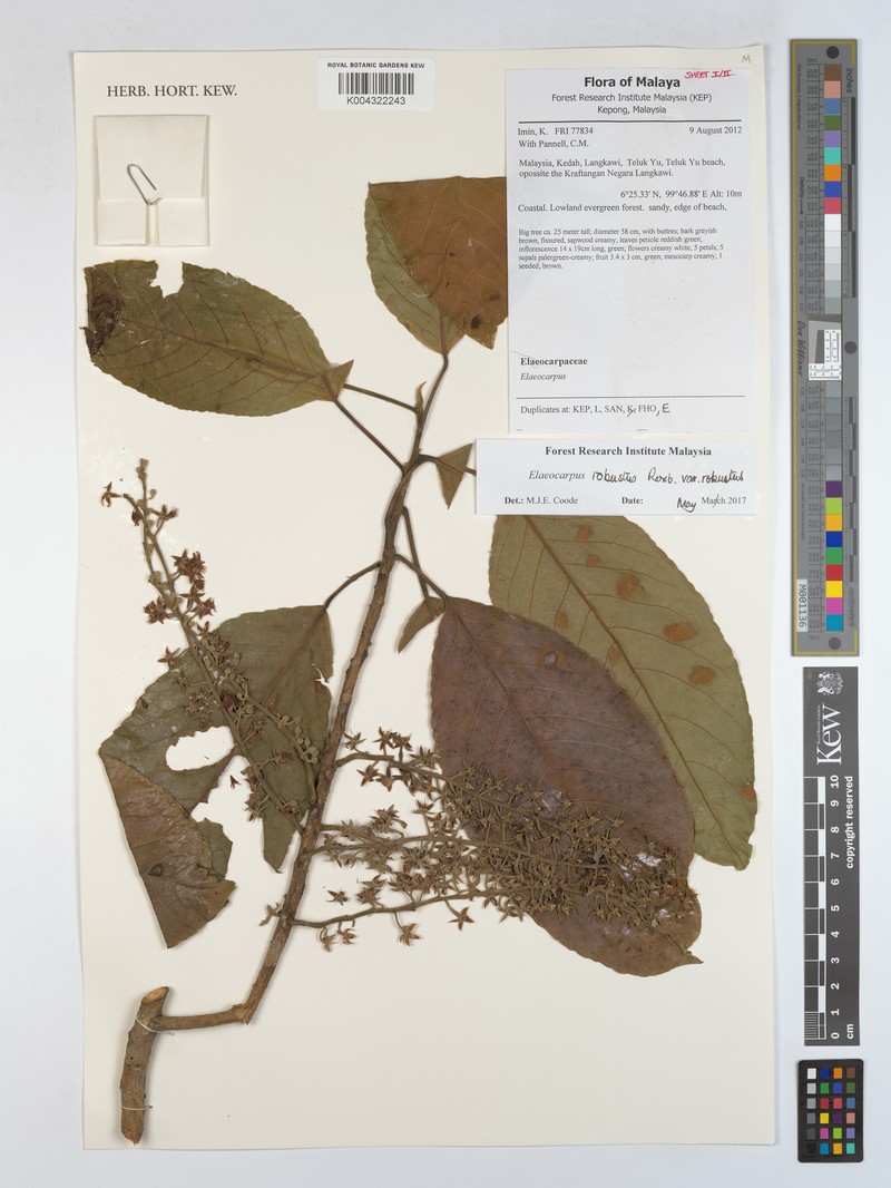 Elaeocarpus robustus var. robustus