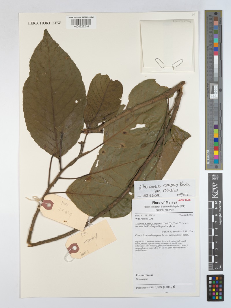 Elaeocarpus robustus var. robustus photo 2