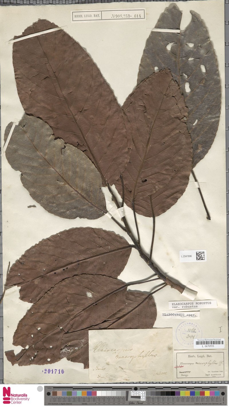 Elaeocarpus robustus var. robustus photo 3
