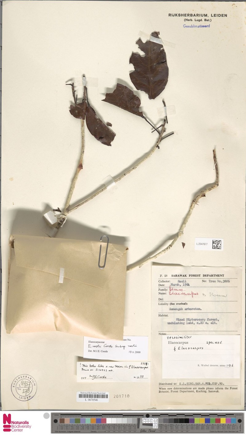Elaeocarpus roslii subsp. roslii