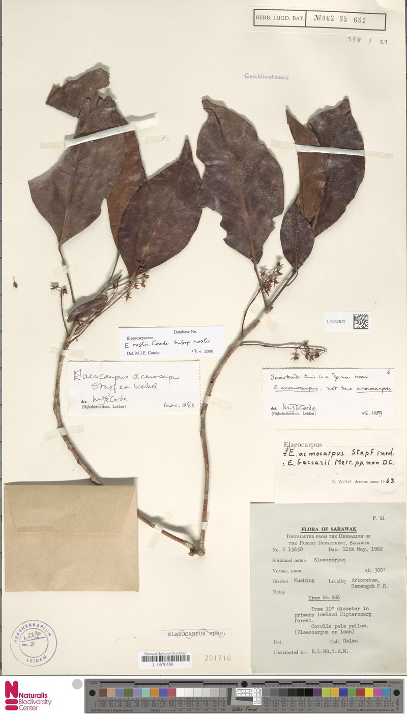 Elaeocarpus roslii subsp. roslii photo 2