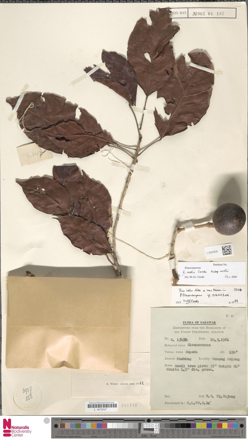 Elaeocarpus roslii subsp. roslii photo 3