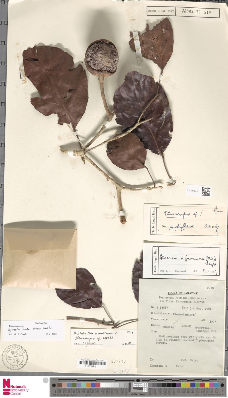 Elaeocarpus roslii subsp. roslii photo 4