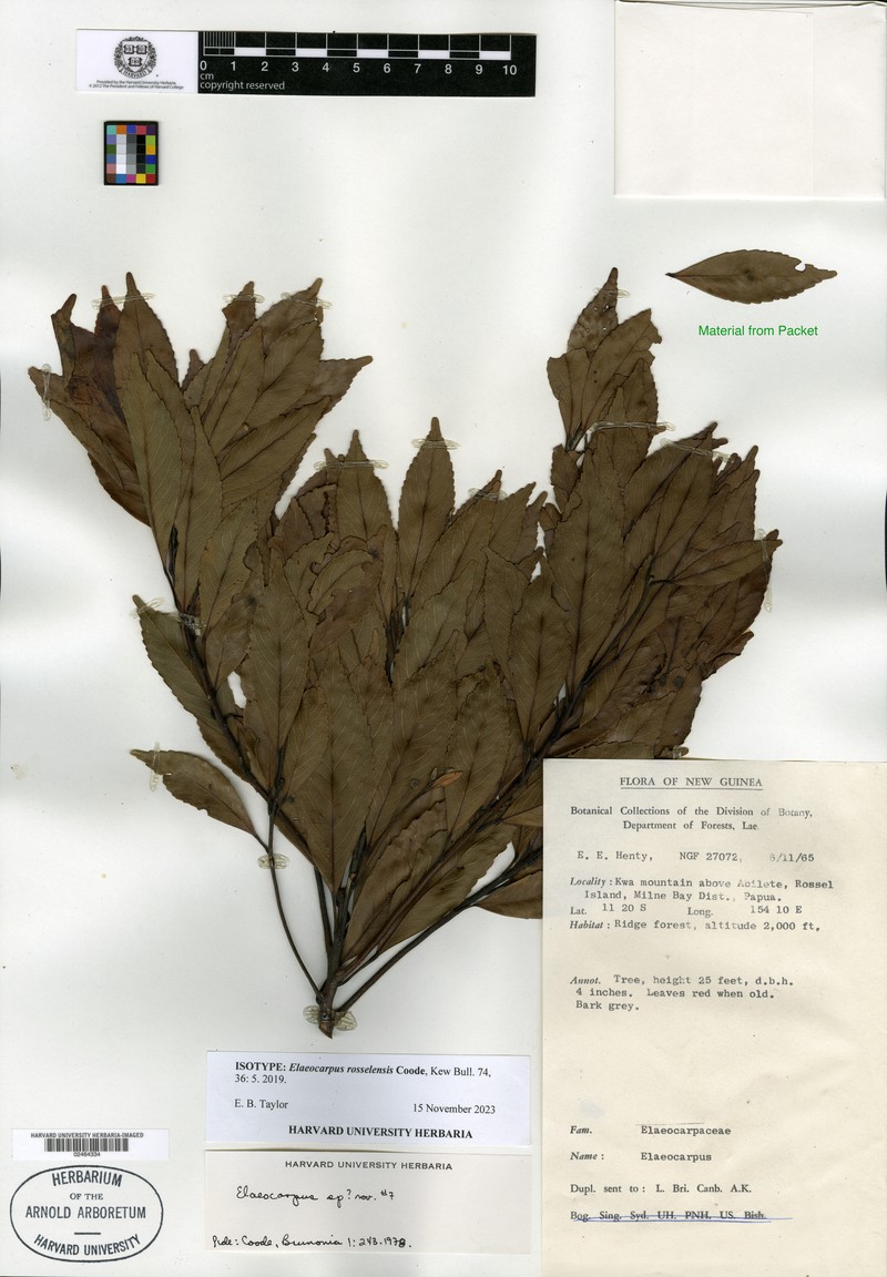 Elaeocarpus rosselensis photo 2