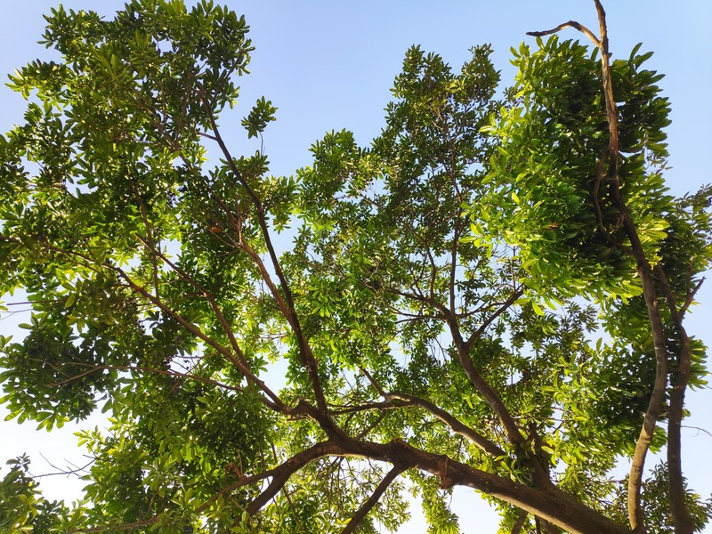 Quandong photo 2