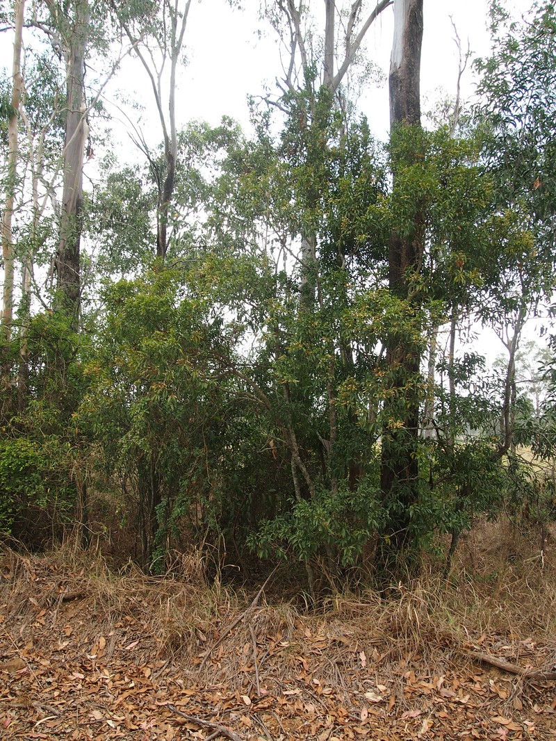 Quandong photo 3