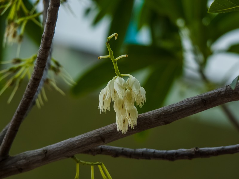 Quandong photo 4