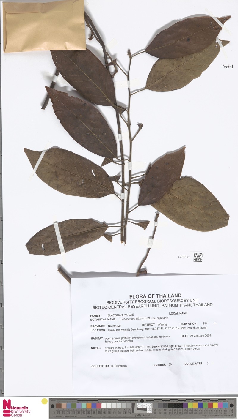 Elaeocarpus stipularis var. stipularis