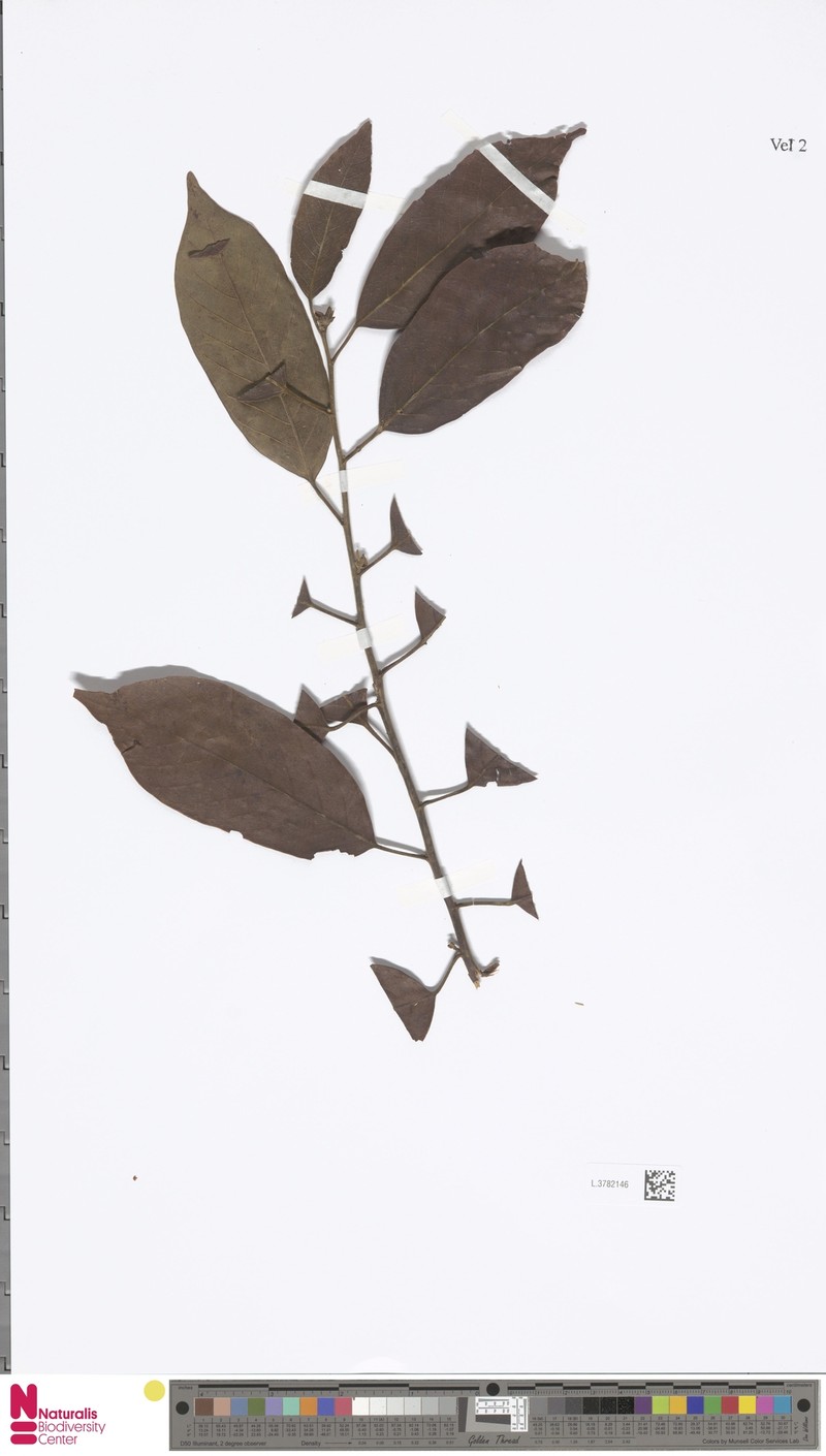 Elaeocarpus stipularis var. stipularis photo 2