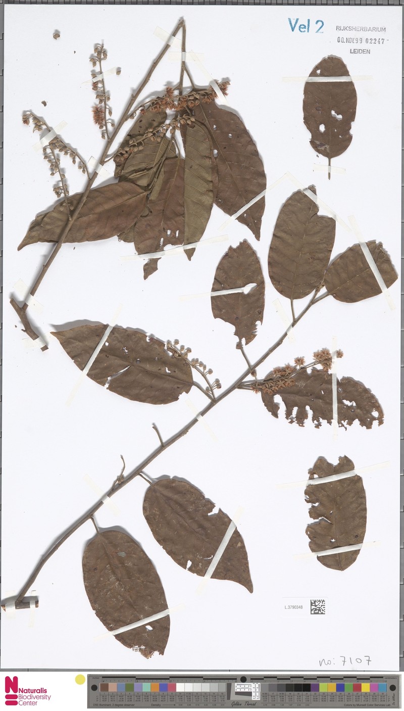 Elaeocarpus stipularis var. stipularis photo 3